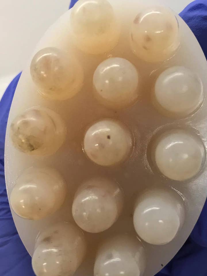 Frisk Hav Mos Dyb massage Skønhed Bar for engroshandel hos T.C Natural Collection