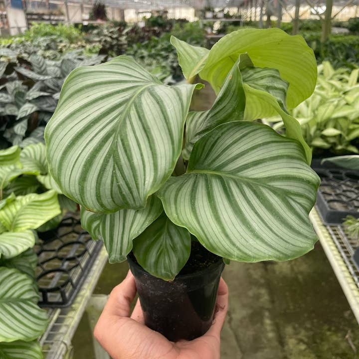 CALATHEA ORBIFOLIA 4-inch for wholesale by House Plant Wholesale