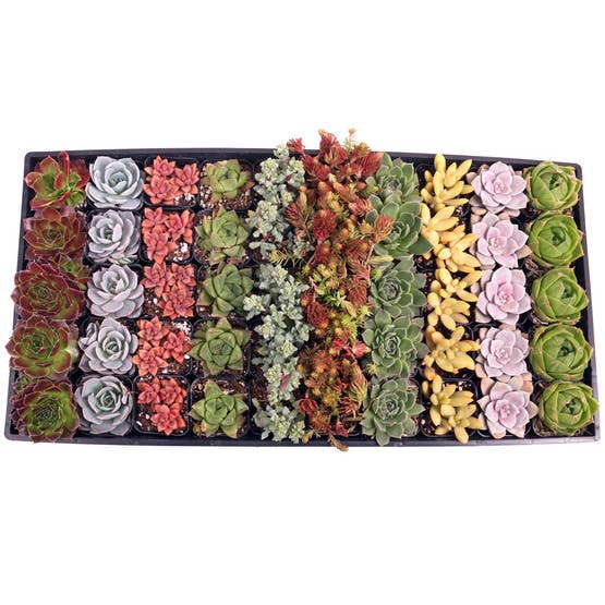 Mountain Crest Gardens - Wholesale Succulent - Best Value Succulents Bulk 50-Pack (10 Varieties, 2" Pots)5