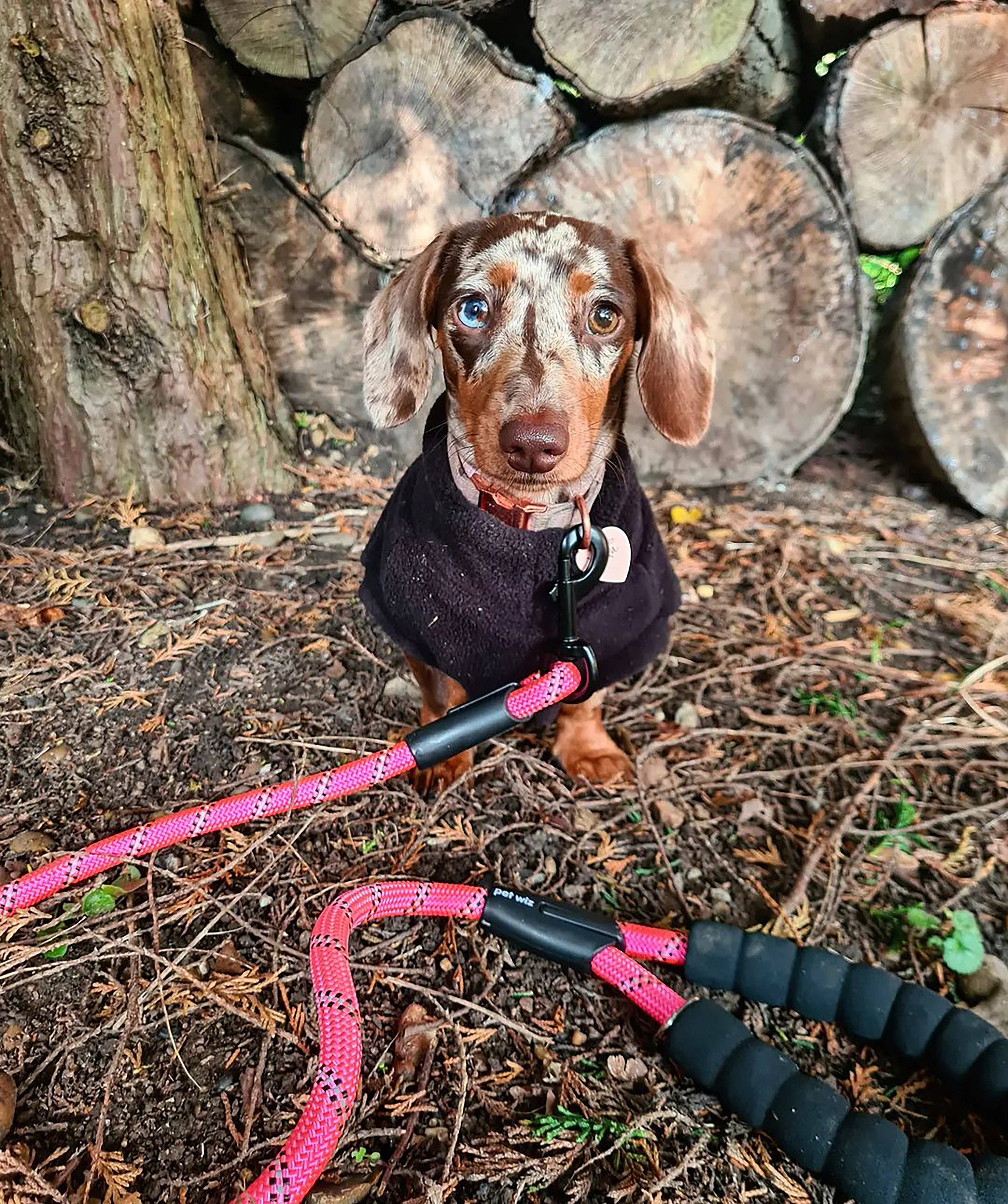 Pet Wiz - Wholesale Pet Leash - Dog - Reflective Dog Rope Lead With Padded Handle9