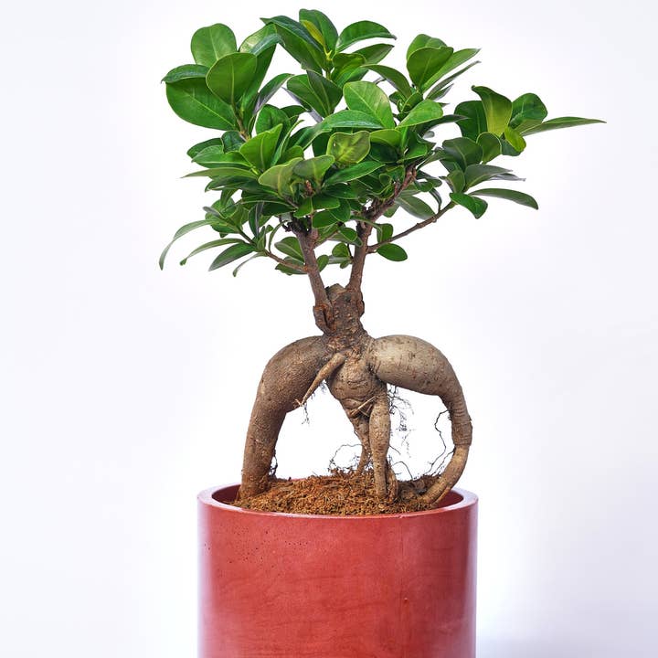 XXL Planter - Brick Concrete for wholesale by Junny