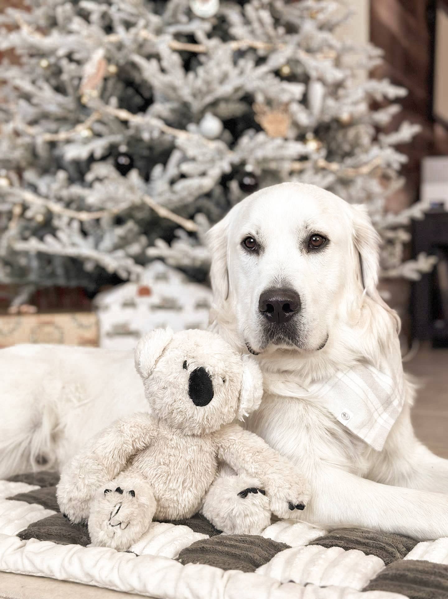 Fur Elise Pets - Wholesale Pet Plush Toy - Dog - Koko Maxi Plushie9