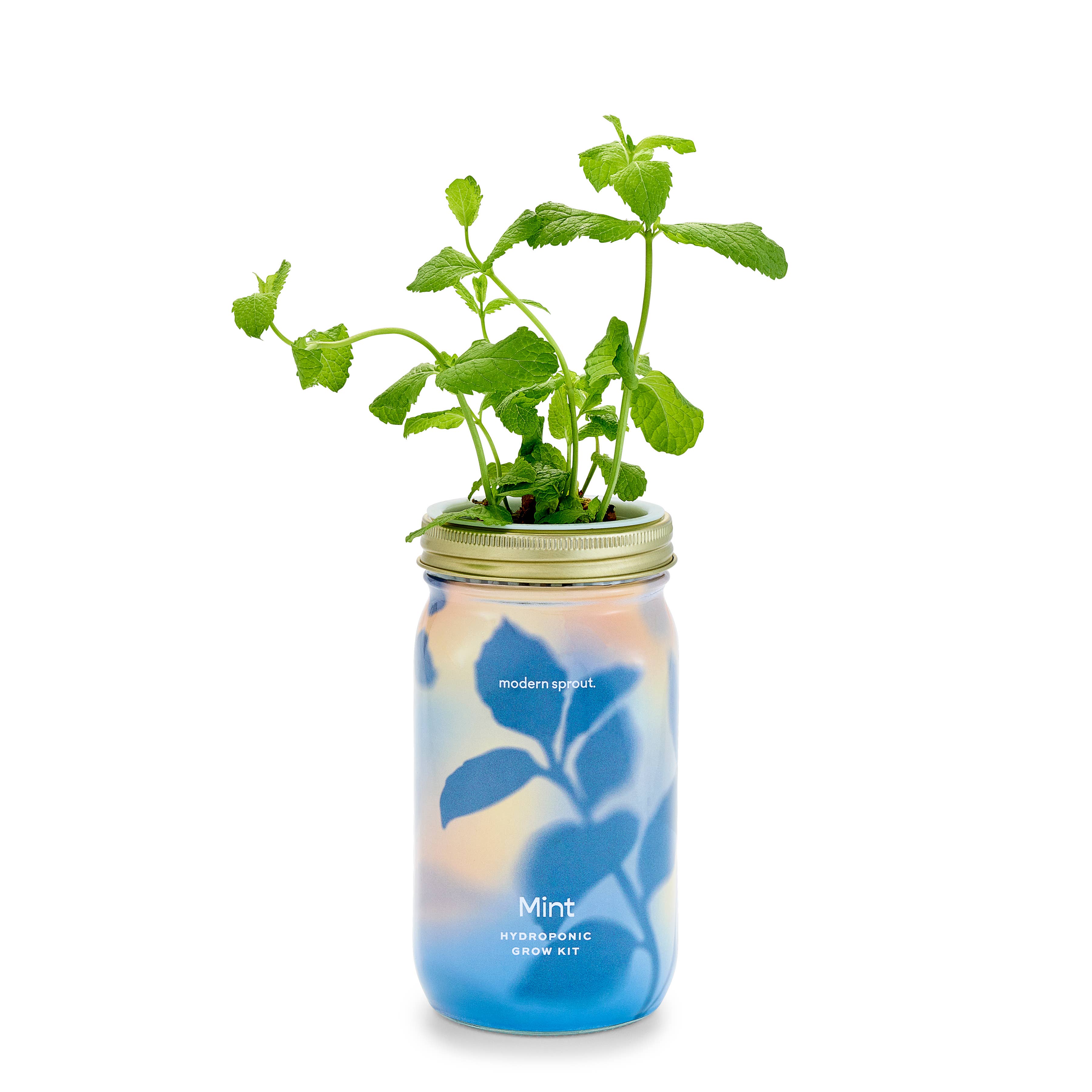 Modern Sprout - Wholesale Plant Pot - Herb Garden Jar27