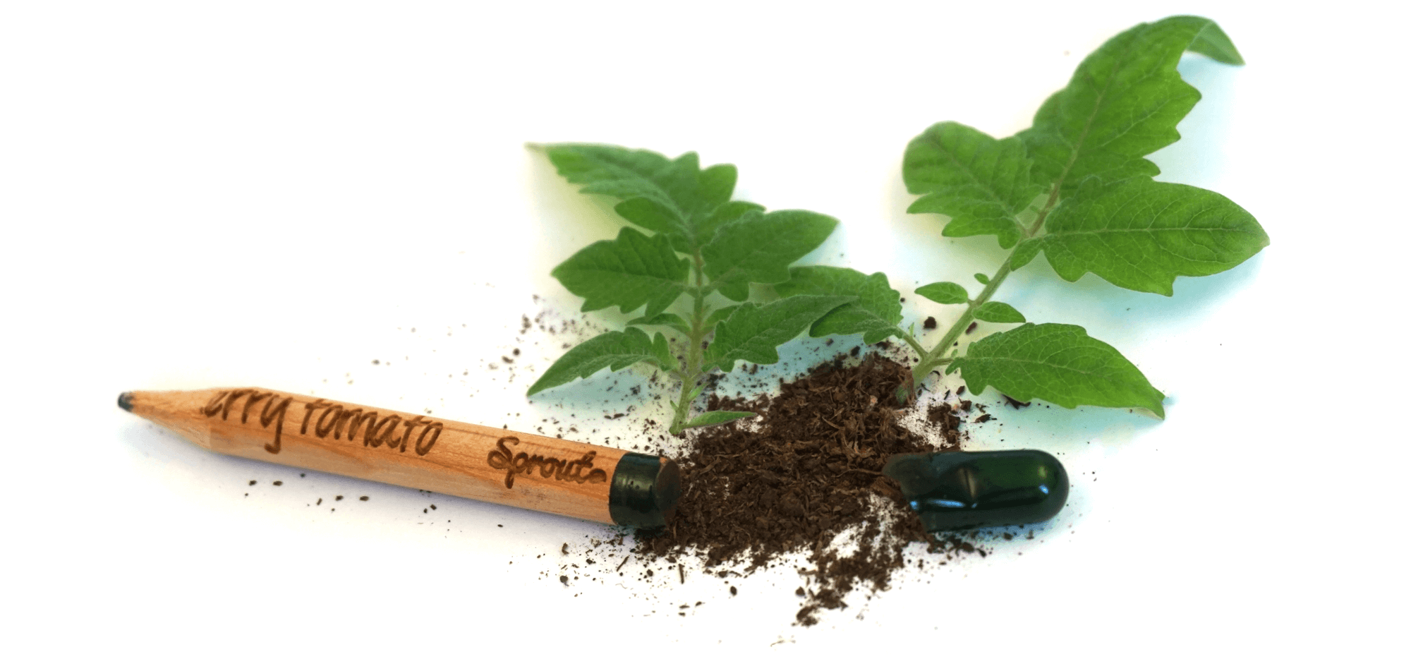 BLOOM your message - Wholesale Plant Seeds - Set of 100 plantable growing pencils incl display box5