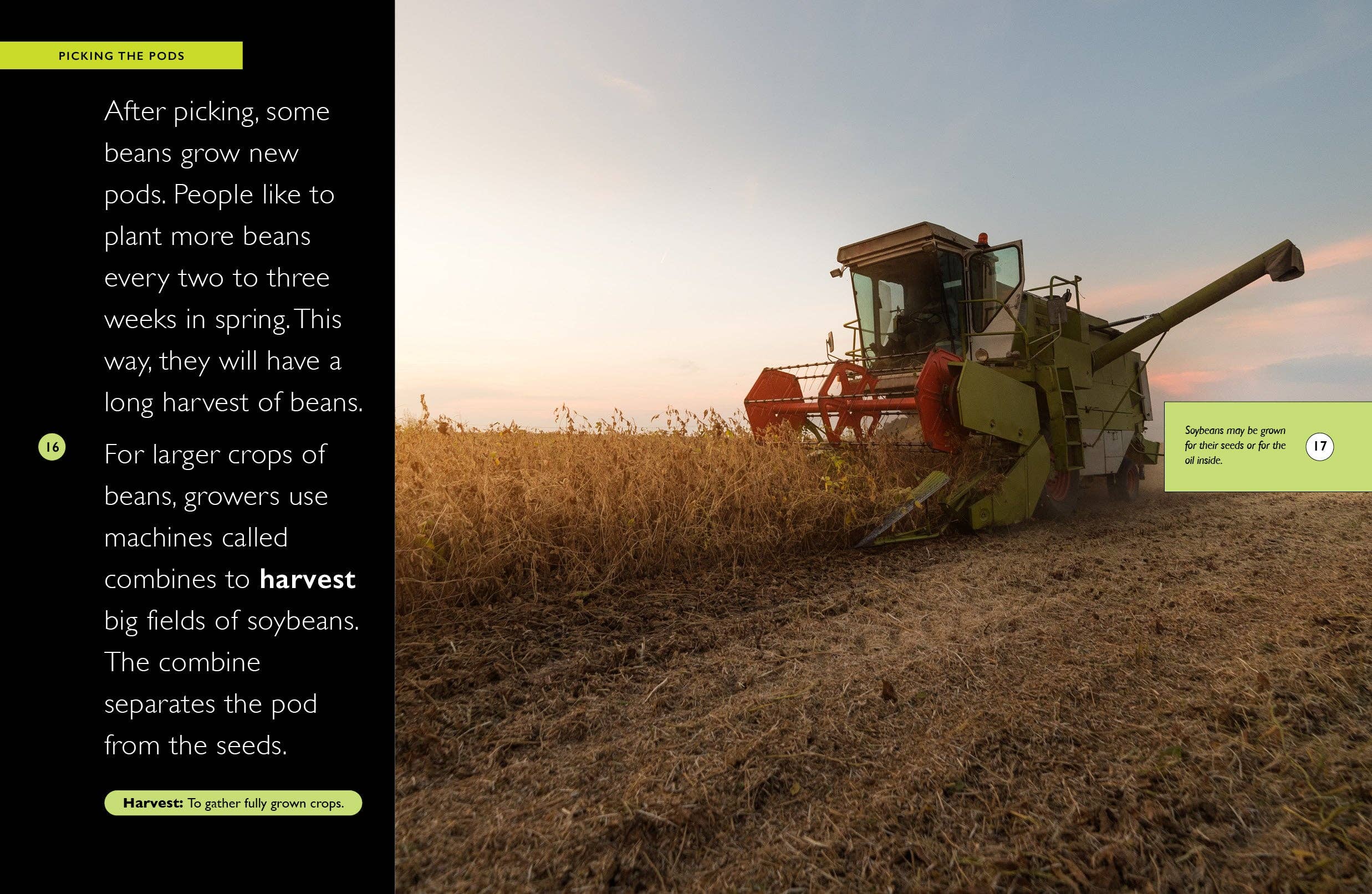 The Creative Company - Vendita all'ingrosso Libro per lettori principianti (6-8) - Fagioli3