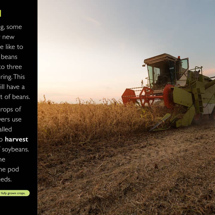 The Creative Company - Vendita all'ingrosso Libro per lettori principianti (6-8) - Fagioli3