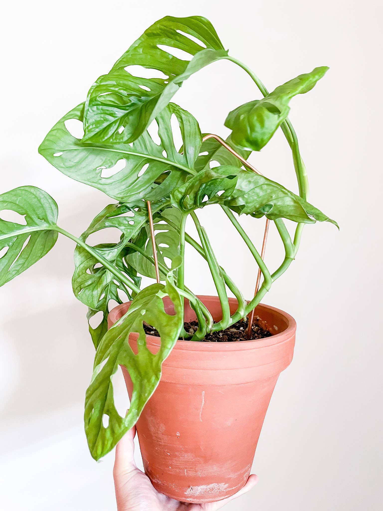 Above The Soil - Wholesale Trellis - Kite Copper Plant Trellis