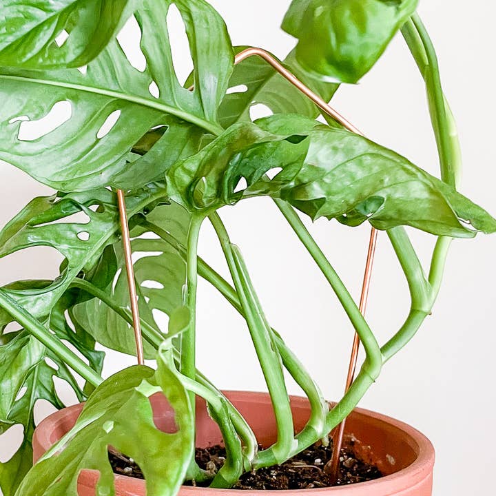 Kite Copper Plant Trellis for wholesale by Above The Soil