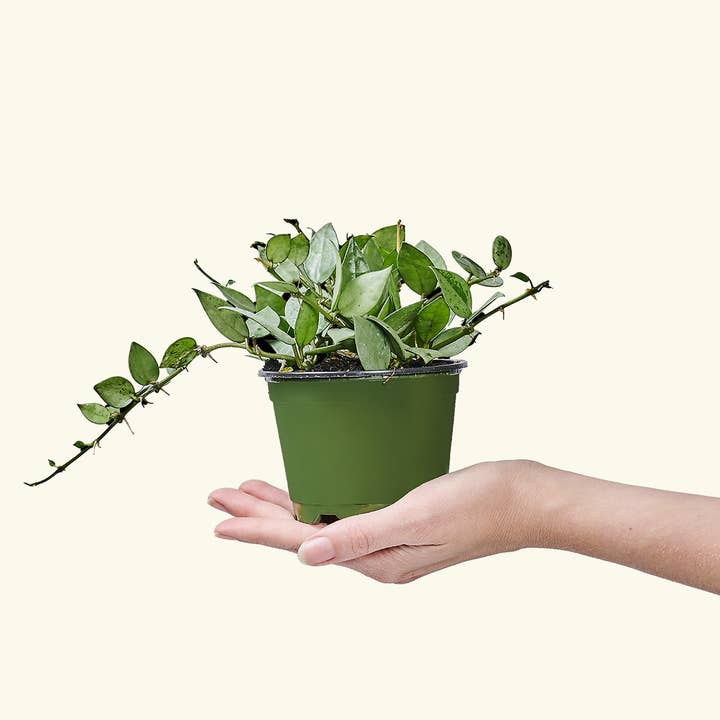 Rooted - Wholesale Live Plant - Hoya 'Arctic' (4" or 6" Pot)