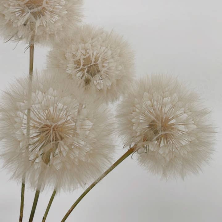 white Dandelion dried individually for wholesale on Faire