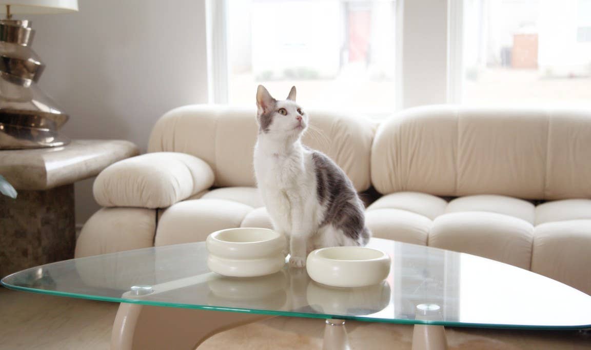 Catenary Home - Venta al por mayor Comedero - Gatos y perros - Cuenco Halo para mascotas de cerámica elegante5