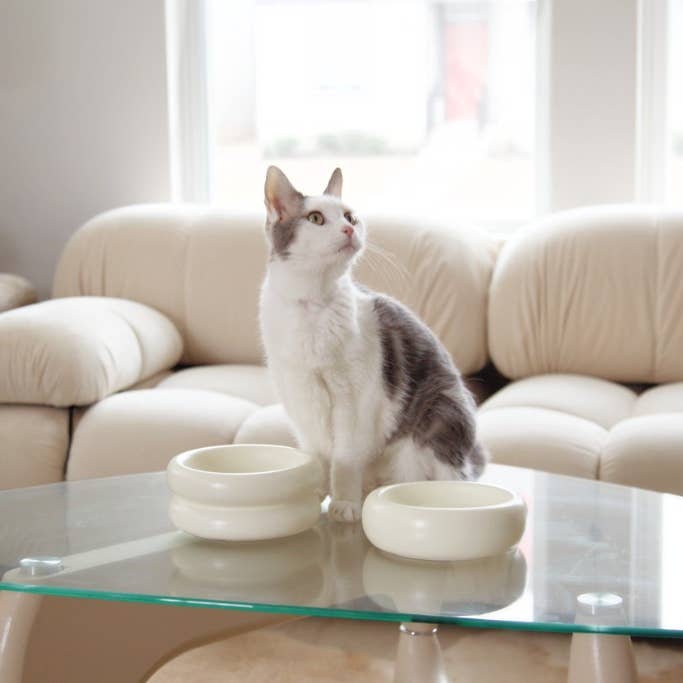 Catenary Home - Venta al por mayor Comedero - Gatos y perros - Cuenco Halo para mascotas de cerámica elegante5