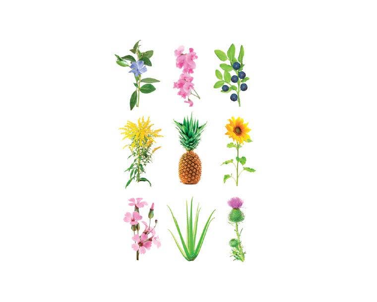 Click and Grow - Vente Graines de plantes - Capsules de plantation pour tout cultiver2