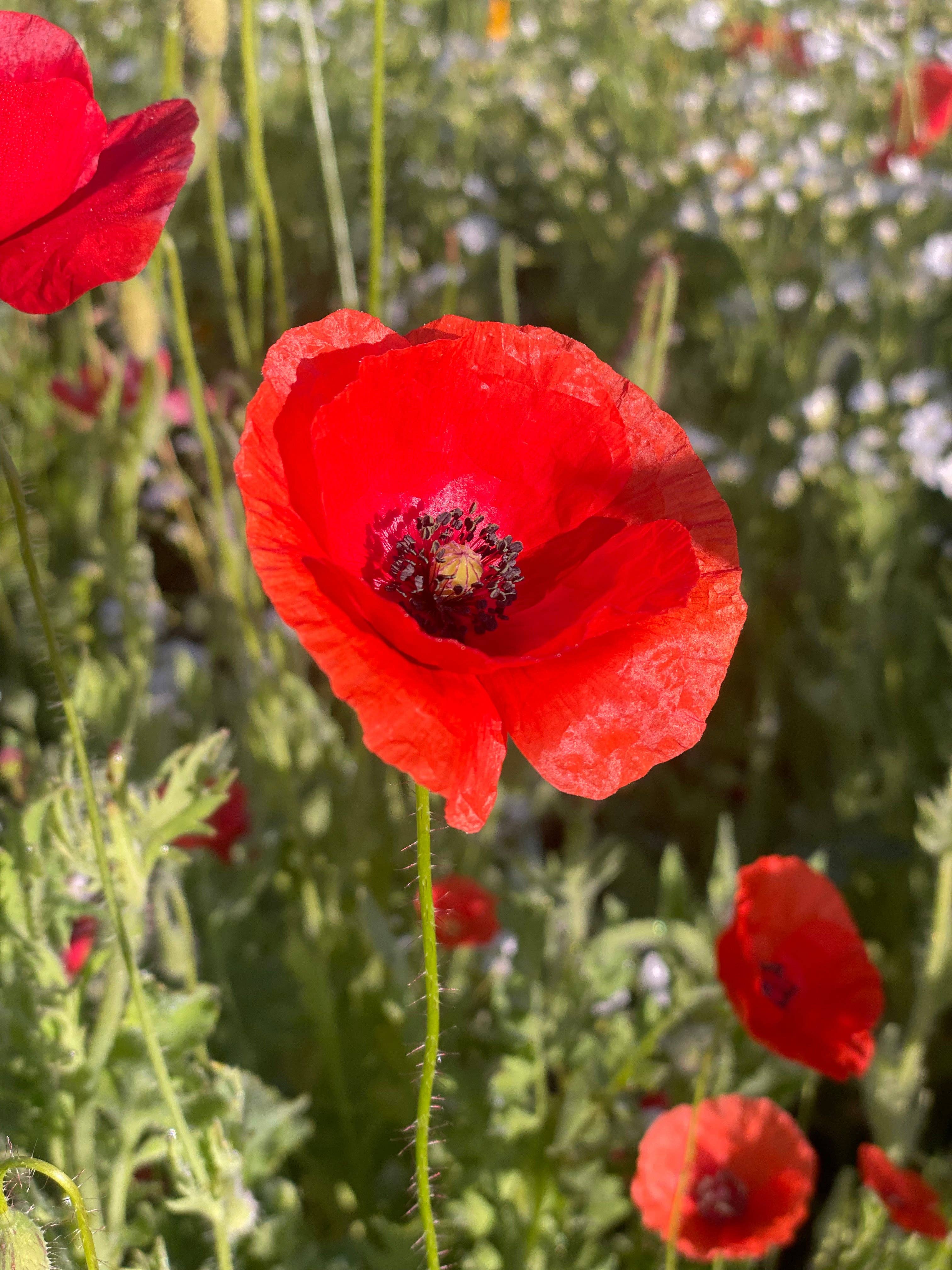 Bentley Seed Co. - Vente Carte « Je pense à toi » - Pensées pour vous Art classique vintage - Paquets de graines de coquelicot8