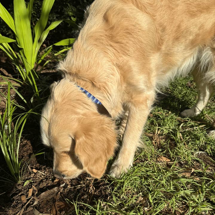 Georgie Paws – wholesale Halsband - Hund – Polo-krage - Blå1