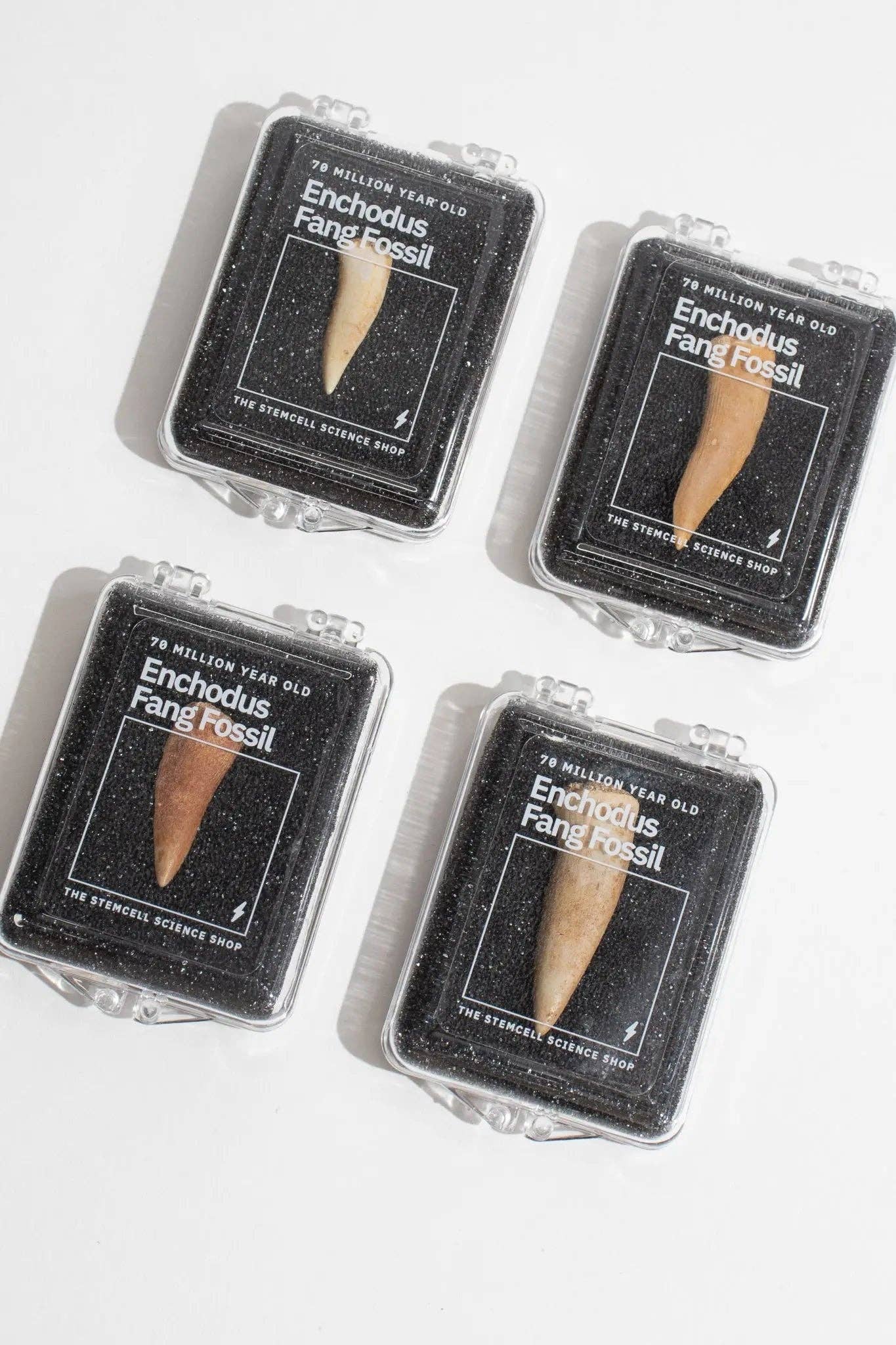 Stemcell Science Shop - Wholesale Decorative Tabletop Object - Enchodus Fang1