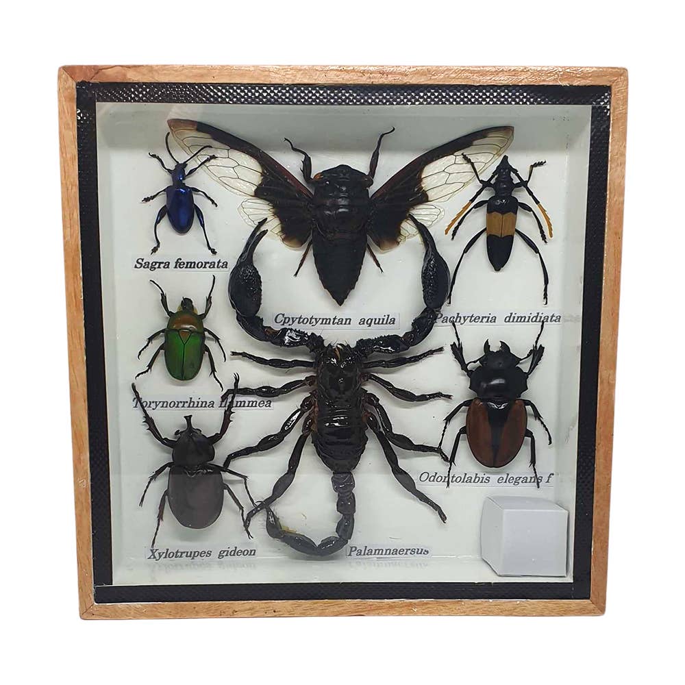 VIE - Wholesale Wall Accent - Framed Insect, Assorted6