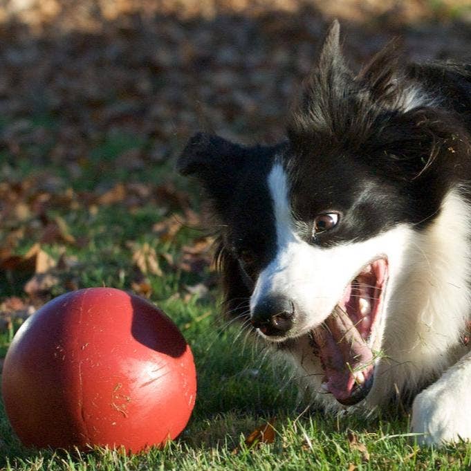 Rover Pet Products - Vente Balle – chien - Push-n-Play : balle ultra résistante pour chien5