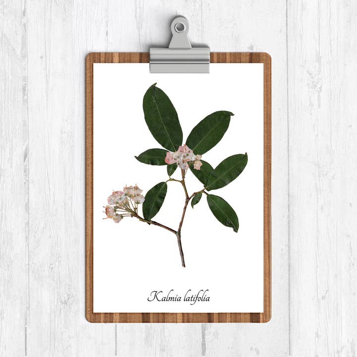 Mountain Laurel Botanical Print for wholesale by Ecobota