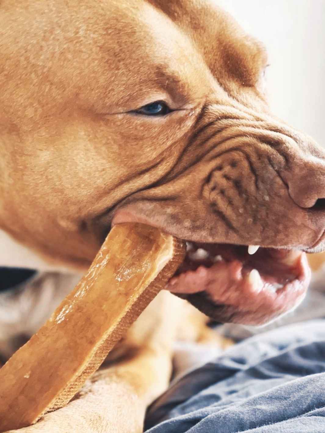 Truffe Délice - Wholesale Pet Treats - Dog - Yak cheese21