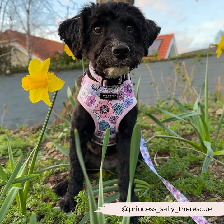 Cocopup London - Wholesale Pet Leash - Dog - Pastel Flowers Lead