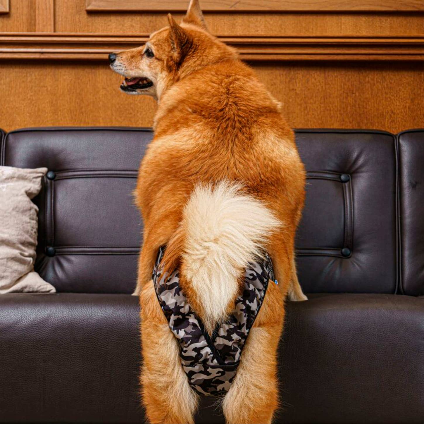 FINNERO - Wholesale Pet Diaper - Dog - FINNERO BRENDA Dog Hygiene pants, 3 colors, Washable Diaper11