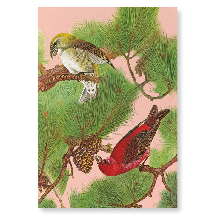 OISEAUX À BEC-CROISÉ COMMUN SUR UN PIN (vers 1930) : 2xPrints pour la vente par Ezen Trade