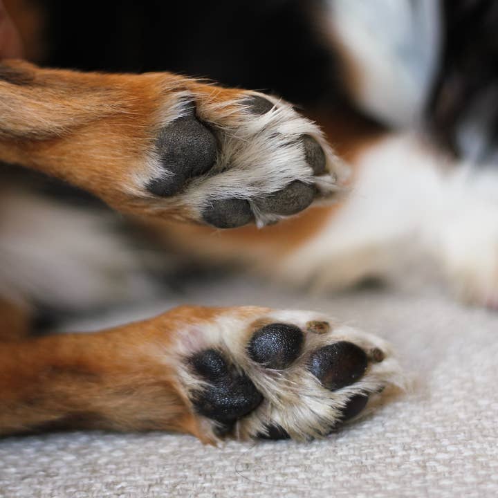 Toutou Petcare – Großhandel Balsam für Haustiere – Hund – Universeller Balsam