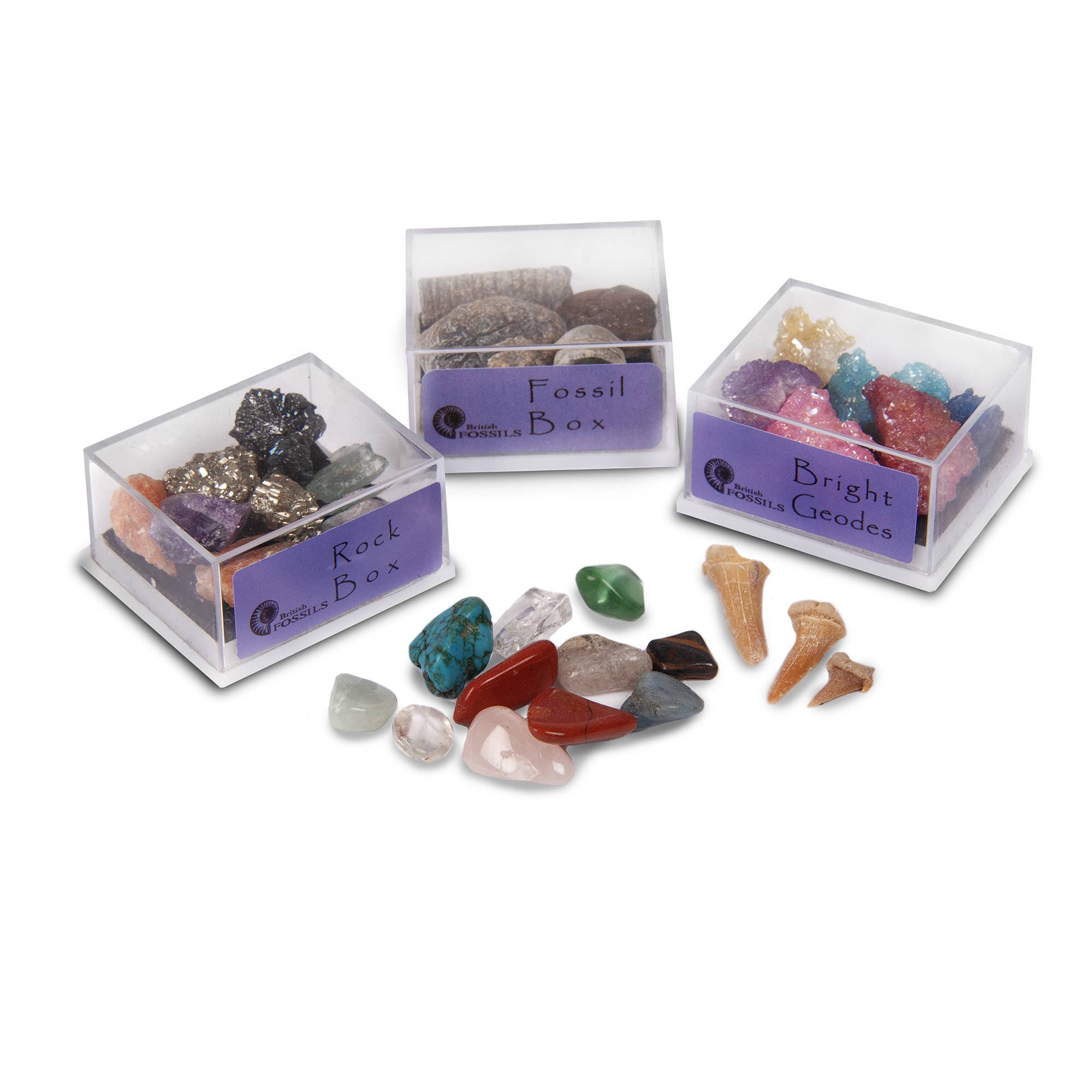 British Fossils – wholesale Återförsäljarskyltning - Barn och baby – Small Box Pack3