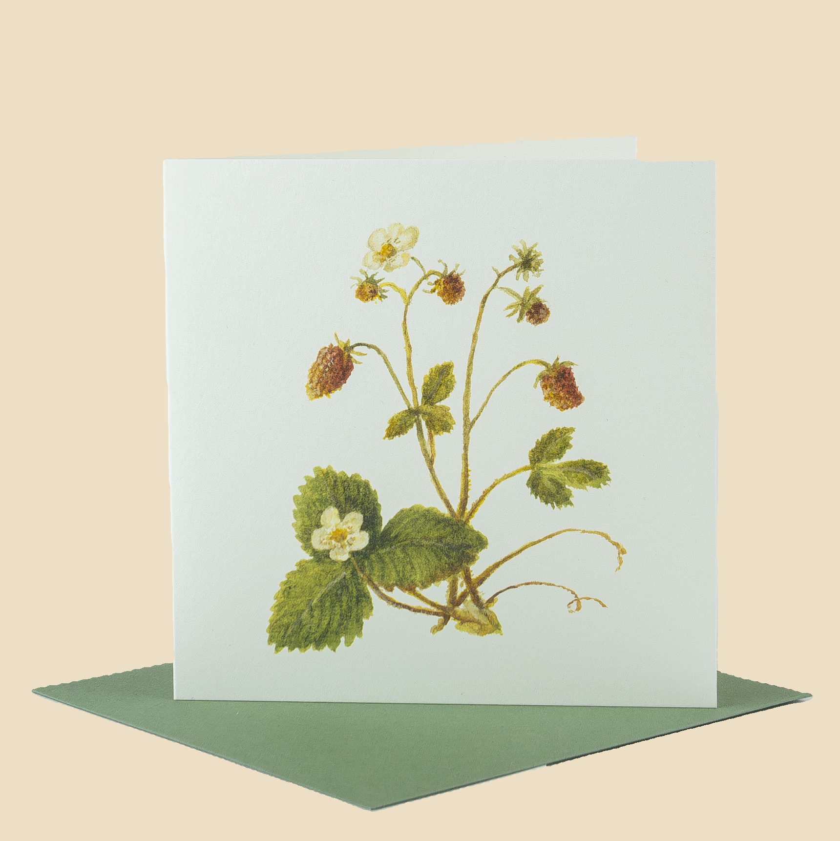 Sophia Davenport - Wholesale Everyday Greeting Card - Wildflower Greeting Cards and Notelets56