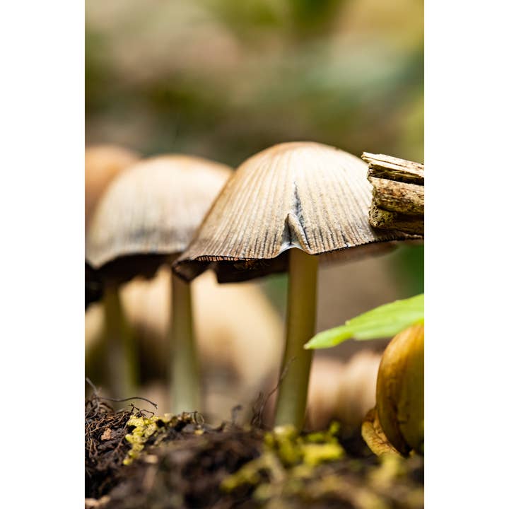 Photography Print "Haven" • Mushroom, PNW, Woodland for wholesale by Andrea Morris Art