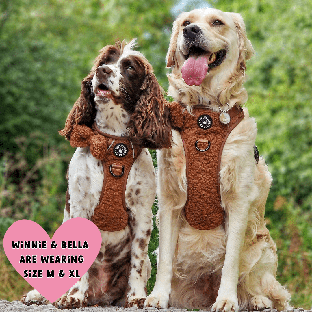 Bailey and Coco - Vente Harnais – chien - Ensemble de harnais pour chien Trail & Glow® - Ours en peluche2
