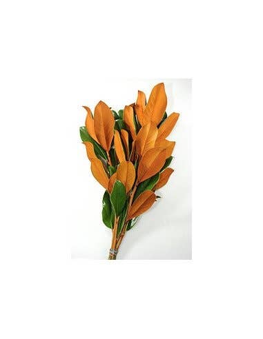 Florasource - Wholesale Fresh Cut Flowers - Magnolia 25 / 50 / 75 / 100 stems