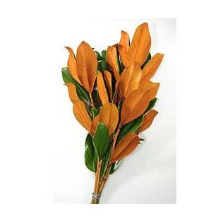 Florasource - Wholesale Fresh Cut Flowers - Magnolia 25 / 50 / 75 / 100 stems0