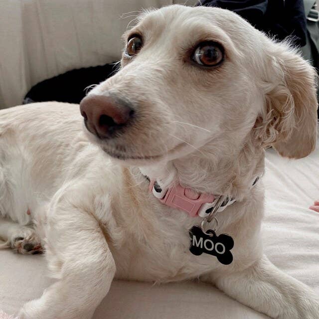 Very Vintage Designs - Wholesale Pet collar – Cat/dog - Moo - Cow Organic Cotton Pet (Dog & Cat) Collar10