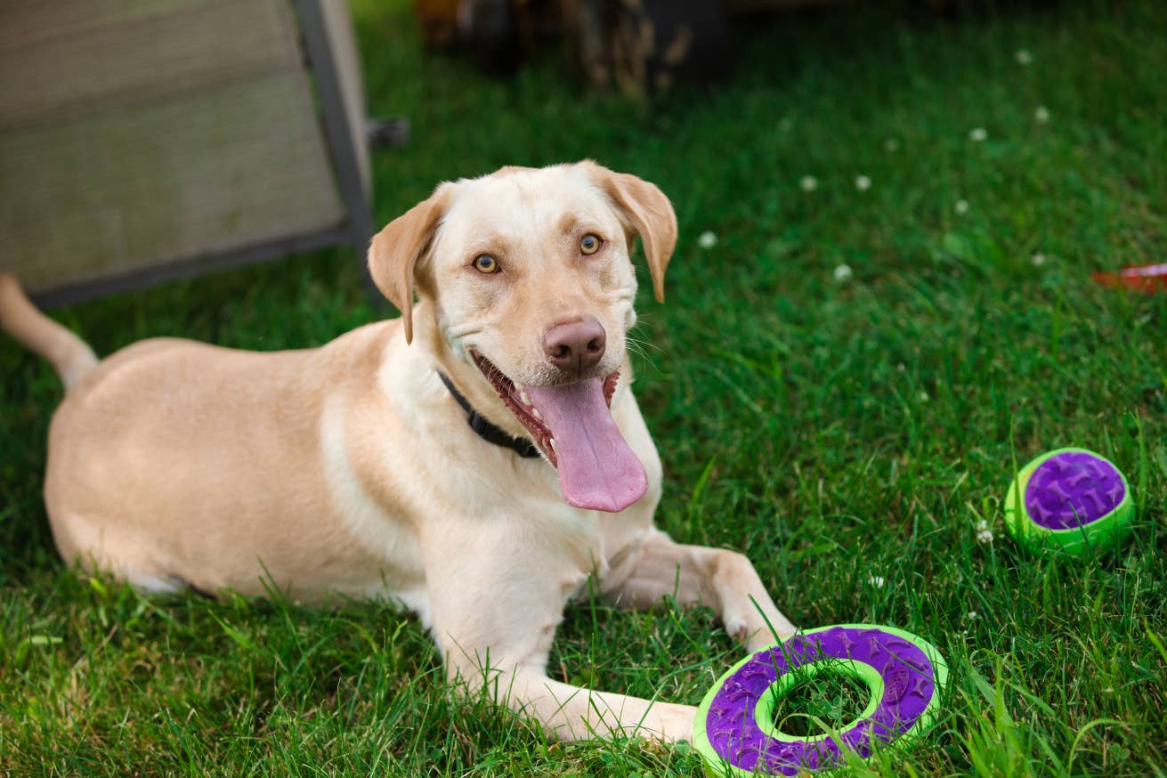 Caitec Inc - Wholesale Pet Squeaky Toy - Dog - Outer Armor Large Ring Dog Toy – HERO2