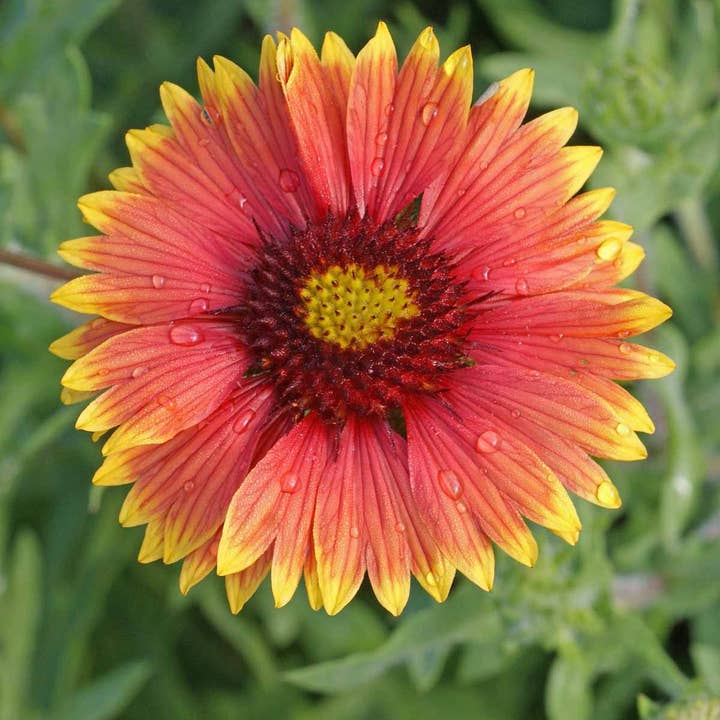 Bentley Seed Co. - Wholesale Plant Seeds - Bulk 250 Piece Eastern Region Flower Seed Packets7