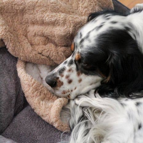 Tall Tails - Venta al por mayor Manta - Perros - Manta de hueso en relieve Tall Tails de 40 x 60 pulgadas2