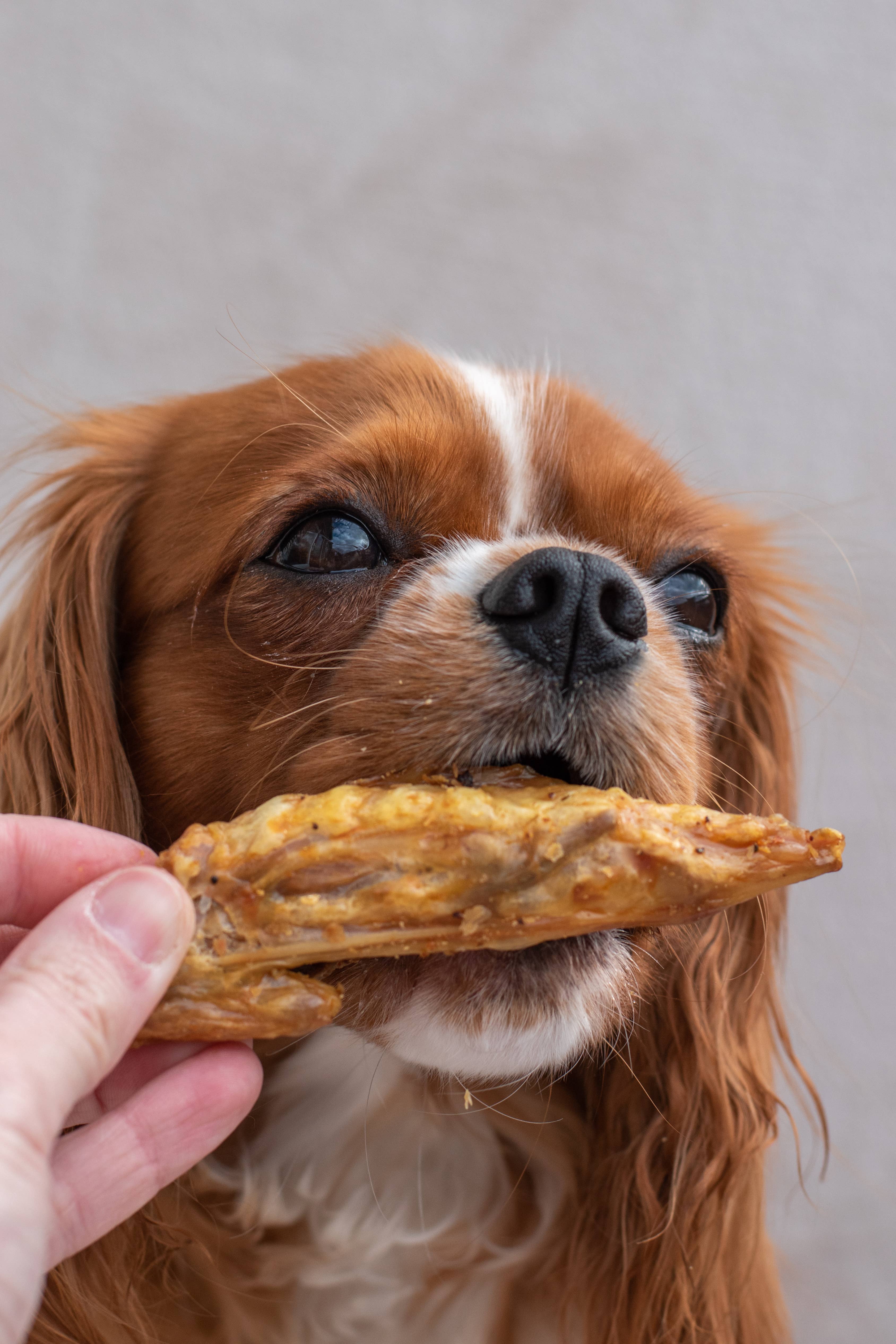 Kivo Petfood - Wholesale Pet Treats - Dog - Dog Snack - Turkey Wings - 250g1