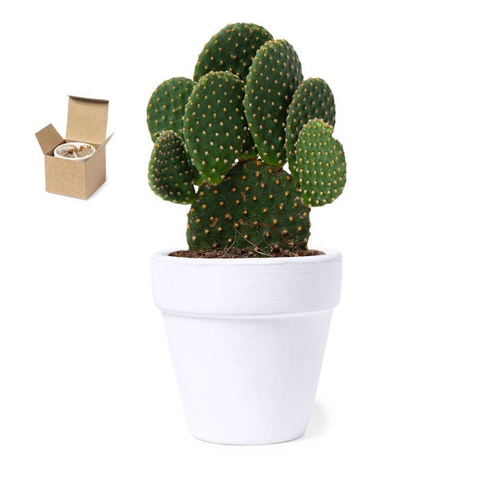 Ekoobou - Wholesale Plant Seeds - Cactus Flowering Kit Konte1