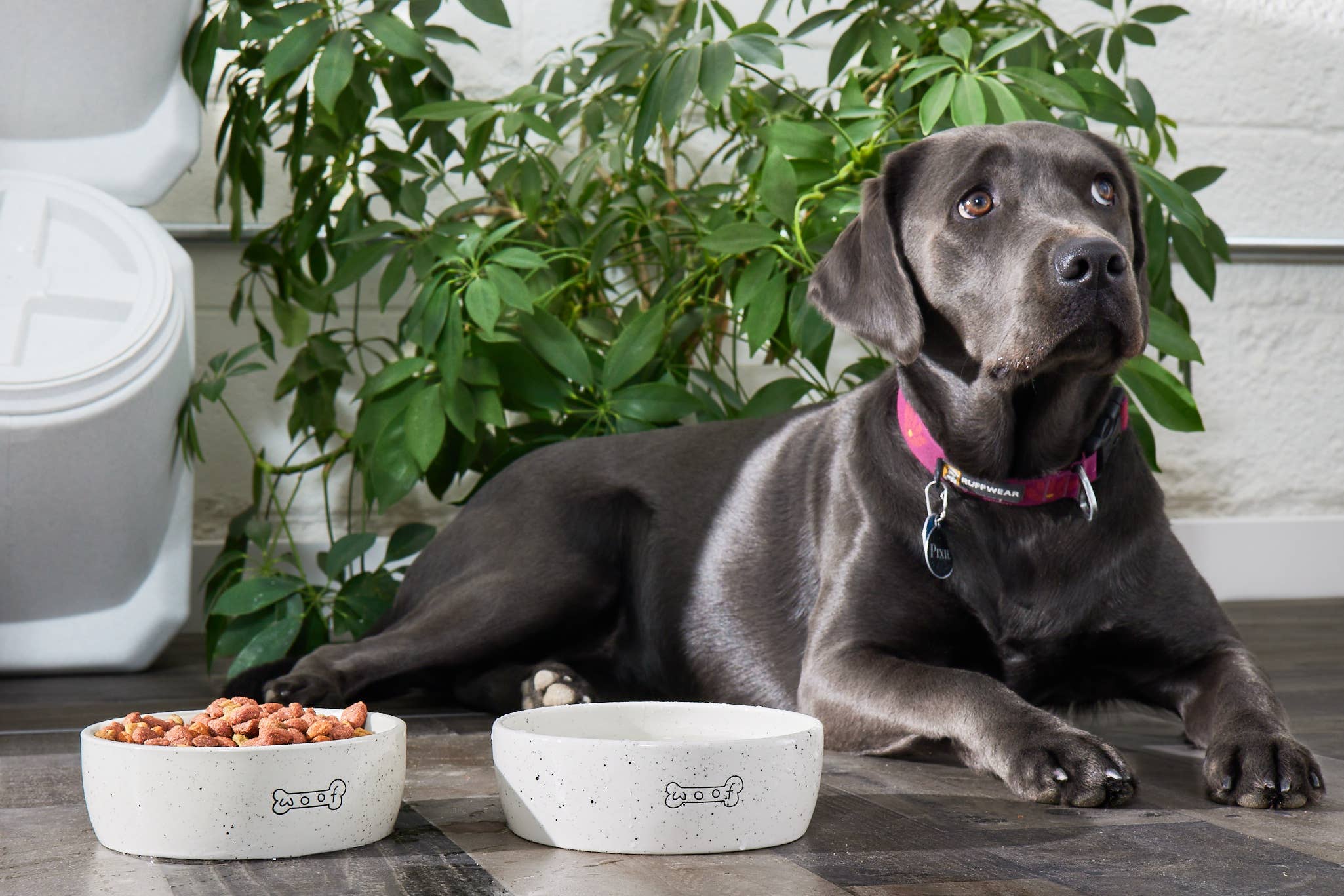 Pearhead - Wholesale Pet Bowl - Cat/Dog - Woof Ceramic Dog Bowl, Water or Food Pet Dish, Medium6