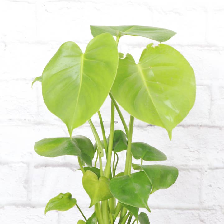 Thorsen's Greenhouse - Wholesale Live Plant - Monstera Deliciosa - Live Plant