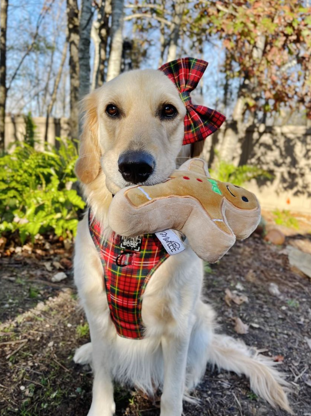 Midlee Designs - Wholesale Pet Plush Toy - Dog - Midlee Christmas Sugar Cookie Plush Dog Toy (Gingerbread)3