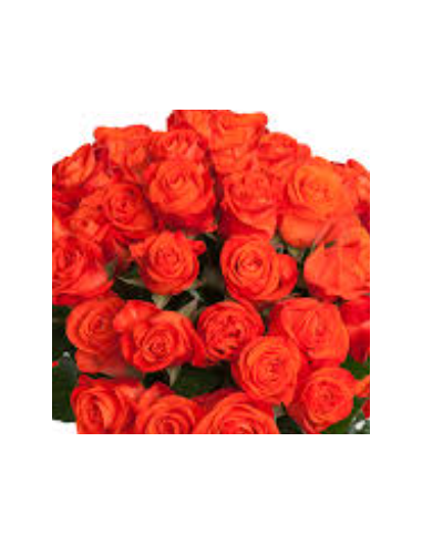 Florasource - Wholesale Fresh Cut Flowers - Orange Garota Rose 125 stems0