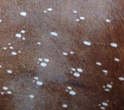 STUDIO CALEIDOSCOPE - Wholesale Clutch Bag - Women's - Mia Clutch Printed Hairon Leather0