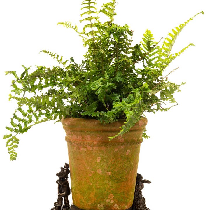 Jardinopia US - Wholesale Plant Pot - Wallace and Gromit Plant Pot Feet - Wallace, Grommit and Shaun the Sheep
