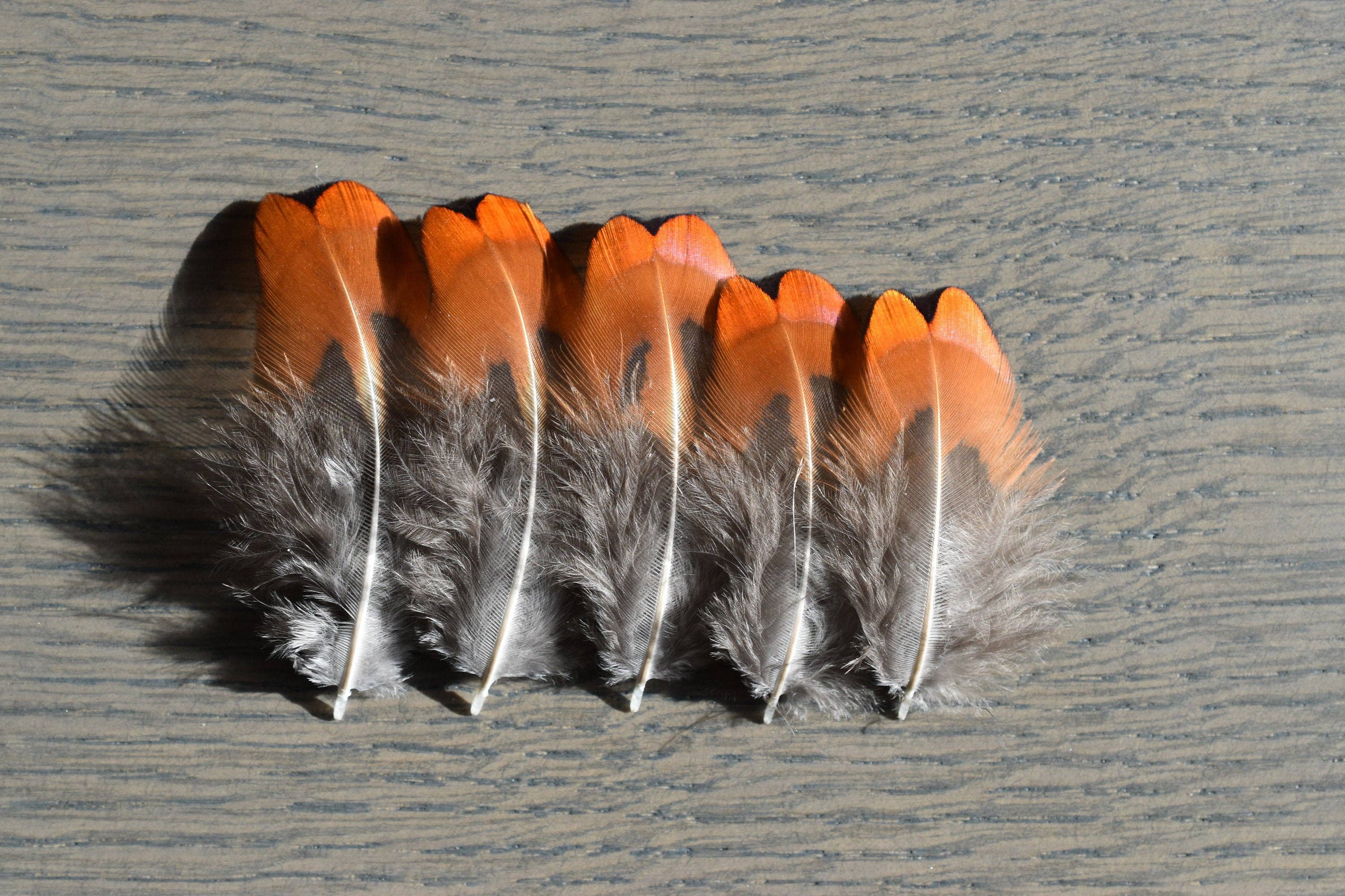 Plumes Naturelles - Wholesale Craft Supplies - Pheasant feathers4