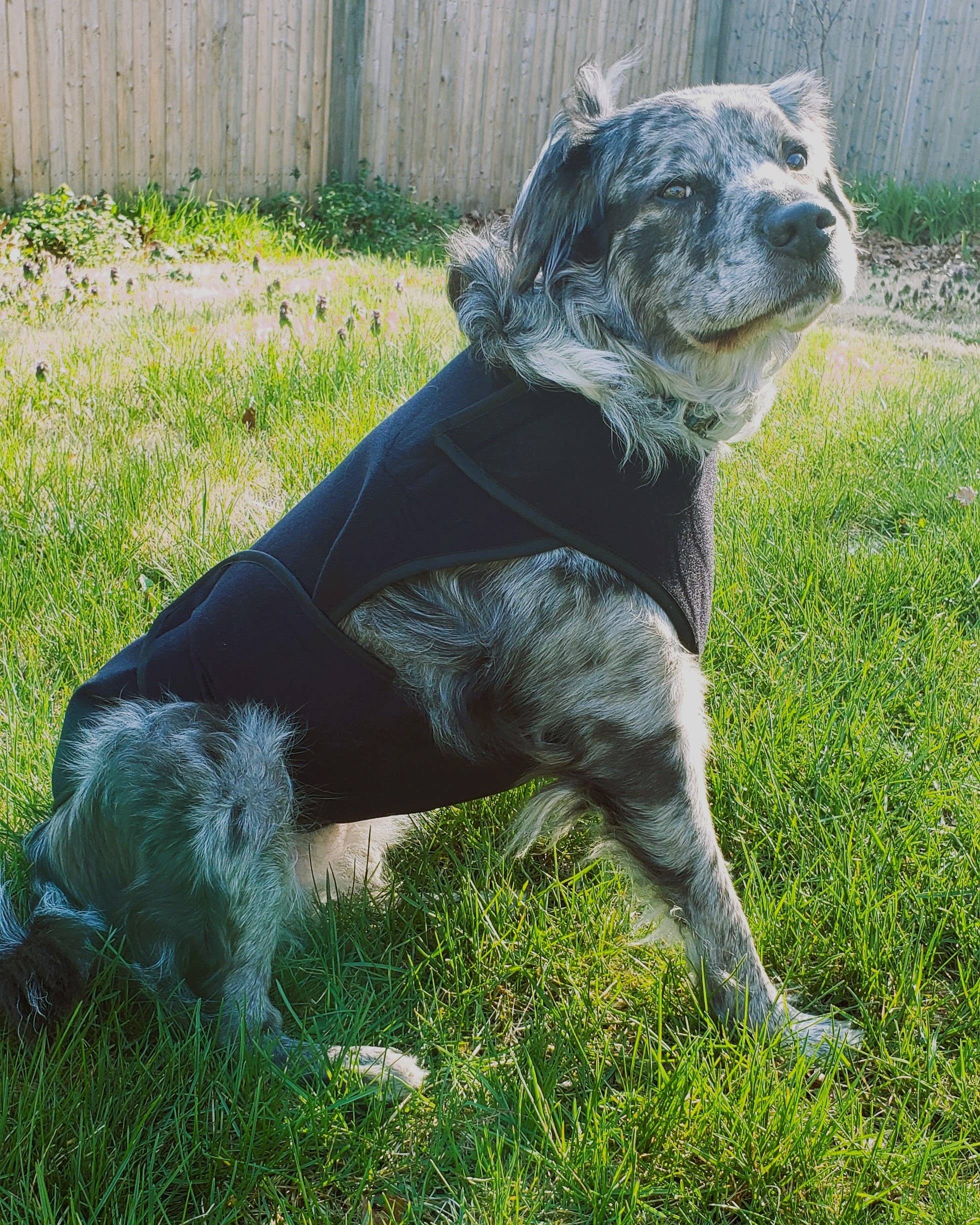 Healers PetCare - Wholesale Pet Coat - Dog - Healers Therapeutic & Anxiety Front Body Wrap10