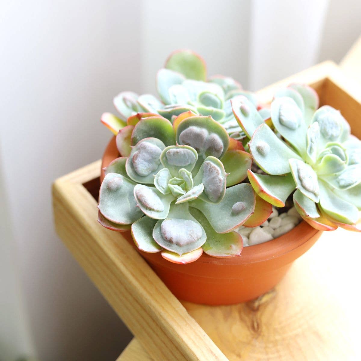 Best Plant Friend - Wholesale Succulent - Echeveria Raindrops - Unusual Succulent in 2in/4in Pot6