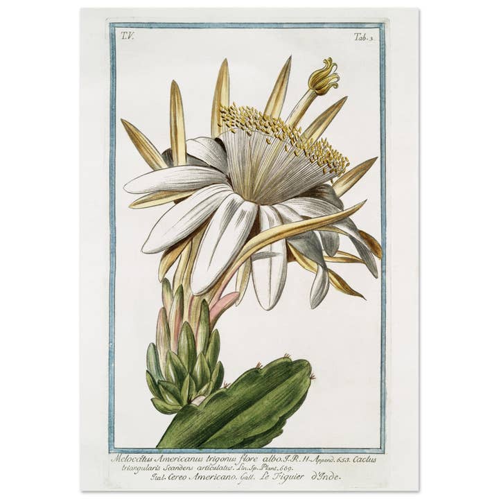 Melocates americanus trigonus flore för wholesale av Maison de Paloma